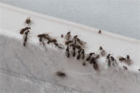 How To Get Rid Of Flying Ants Naturally Getridofallthings Com