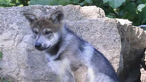 Mexican Gray Wolf Pups Born At Brookfield Zoo Released Into Wild