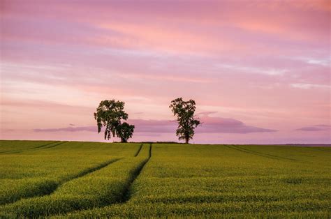 Field Trees Sunset Landscape Wallpapers Hd Desktop And Mobile