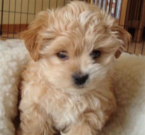 Full guarantee and insurance rebates for our babies. morkie puppies for sale in ma | Zoe Fans Blog | Morkie ...