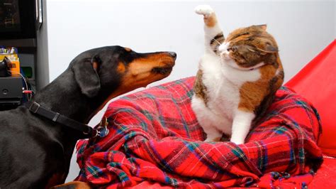 Start by marking for the love of cats as want to read the author shares her views on caring for cats, cat behavior and training, rescuing cats, preventative health care and natural remedies. Funny Cats And Dogs Part 5 - Funny Cats vs Dogs - Funny ...