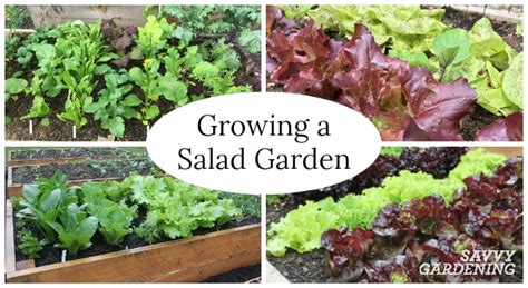 Growing A Salad Garden In Garden Beds And Containers Is Fast Fun And Easy