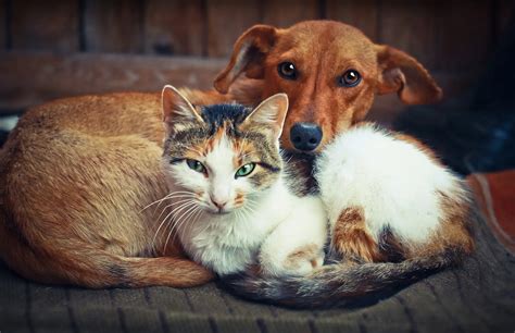 Cute Dog With Cat Love