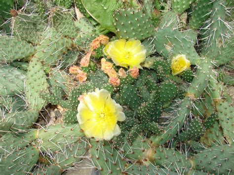 Mrazuvzdorné kaktusy | Moje skalka