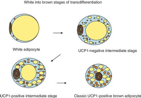 Scheme Showing Stages Of White To Brown Adipocyte Transdifferentiation