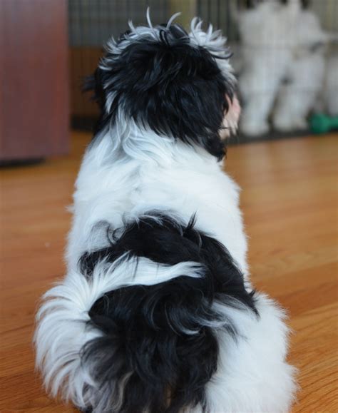 Is this dog the perfect puppy for you? Our Puppy Pictures - Beacon Havanese