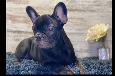 Visit us now to find your dog. Big Ticket K9 French Bulldog Puppies - FrenchieForSale.com