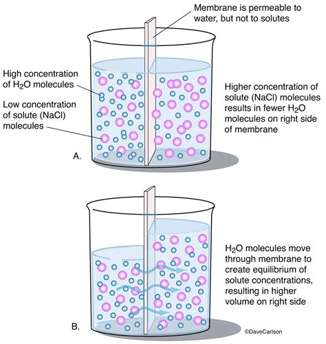 Osmosis Definition And How Does It Occur With Diagram