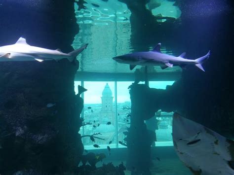 360 Grad Aquarium Im Haus Des Meeres Haie Vor Dem Häusermeer