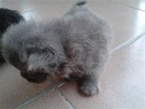 Oleh karena itu, segera basmi kutu dan. Ubat Kutu Untuk Anak Kucing - Nelpon v
