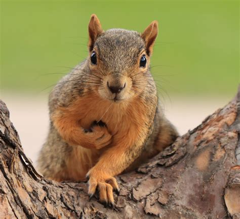 3 Types Of Squirrels That Live In Florida 2024 Bird Watching Hq