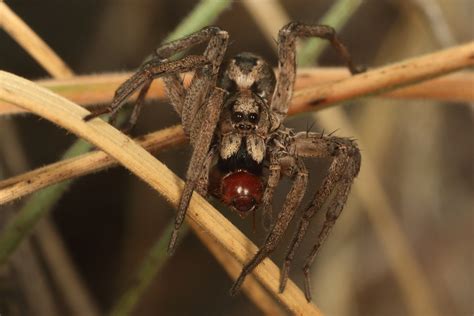 Wolf Spider With Beetle Strangways Vic Patrickkavanagh Flickr