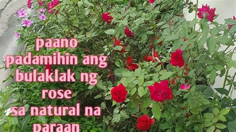 Paano Ang Tamang Pag Aalaga Ng Mga Roses Paano Paramihin Ang Mga