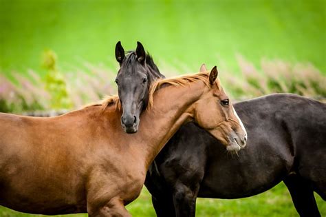 Two Horses Embracing In Friendship Schöne Pferde Pferde Bilder Pferde