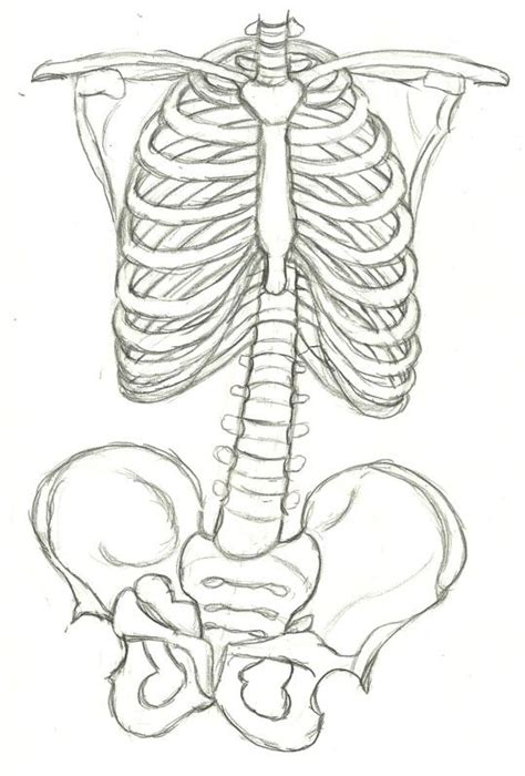 Rib Cage Drawing Rib Cage Sketch By Flammingcorn On Deviantart In