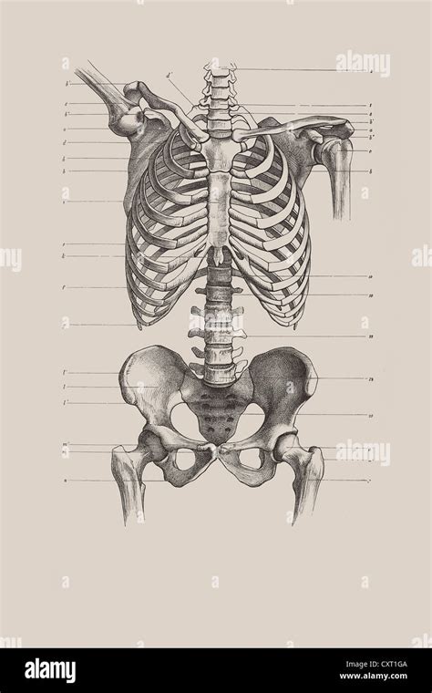 Torso Bone Anatomy