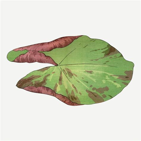 Lotus Leaf Illustration Vintage Japanese Premium Photo Illustration Rawpixel