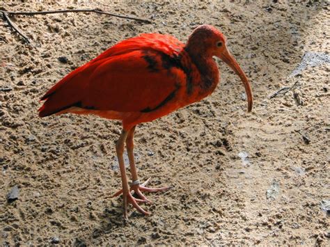 Free Images Nature Animal Wildlife Red Beak Fauna Stork Life