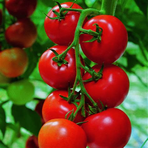 3 X Tomato Shirley Plug Plants Viridis Hortus