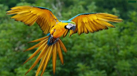 Yellow Macaw Animals Macaws Birds Parrot Hd Wallpaper Wallpaper Flare