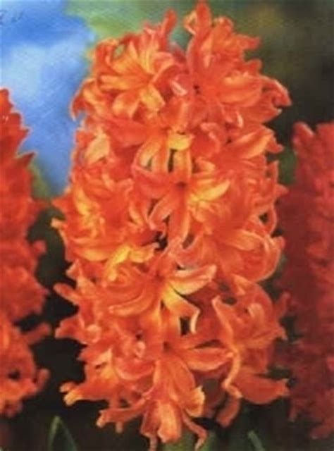 Un bel fiore a campanula; Fiori giacinto - fiori di piante