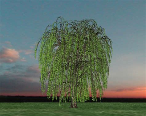 Over 18,421 willow tree pictures to choose from, with no signup needed. Willow Tree: Pictures, Images, Photos of Willows