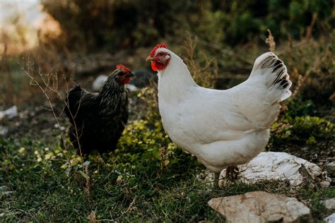 Top 12 Heritage Chicken Breeds