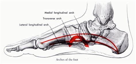 The Real Meaning Of Arch Support Dreamclinic Massage In Seattle Queen Anne University