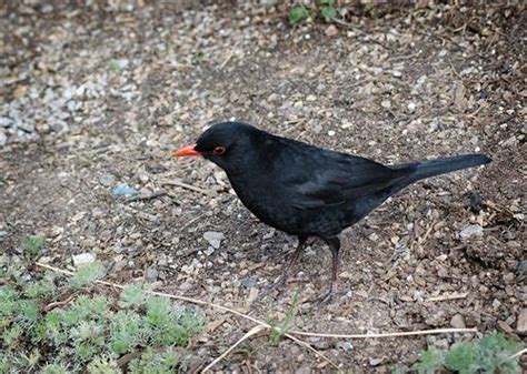 Blackbird Red Beak
