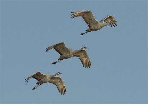 Cranes San Diego Bird Spot