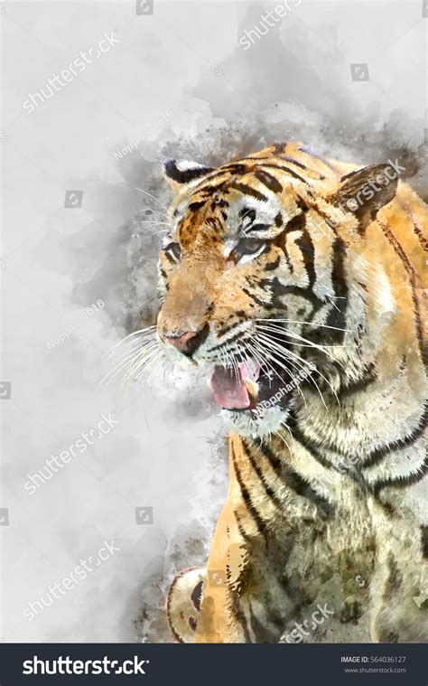 Watercolor Image Royal Bengal Tiger Stock Illustration 564036127