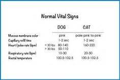 Heart murmur in dogs and cats is a symptom that can be associated with heart diseases. 9 Best Vital Signs Chart images | Nursing notes, Nursing ...