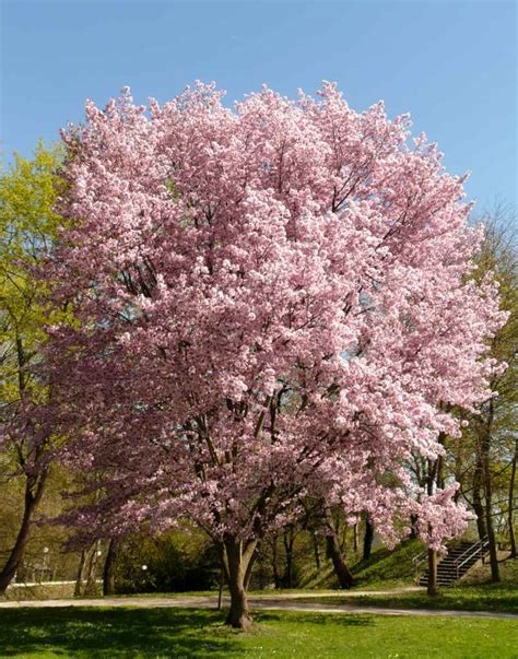 How To Prune A Flowering Cherry Tree Nz