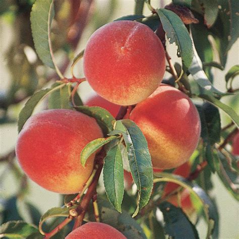 Elberta Peach Prunus Persica Elberta In Milwaukee Brookfield