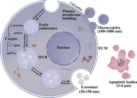 Frontiers The Emerging Role Of Exosomes In Oral Squamous Cell Carcinoma