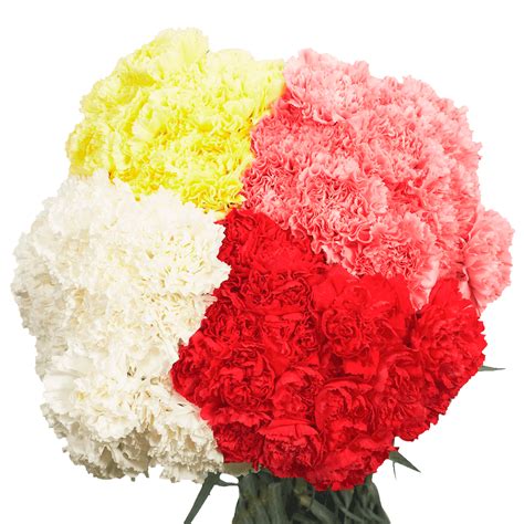 300 Stems Of Assorted Color Carnations Beautiful Fresh Cut Flowers