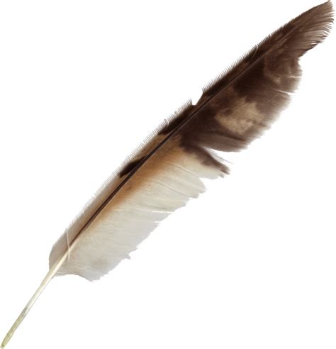 Feather Bird Quill Pen Feather Png Download 913949 Free