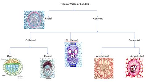 Vascular Tissue System Simplified Biology