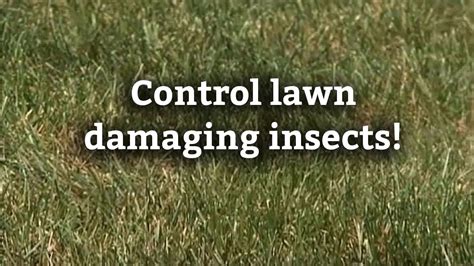 How To Control Lawn Damaging Insects And Grubs Lawn Care Tips Youtube