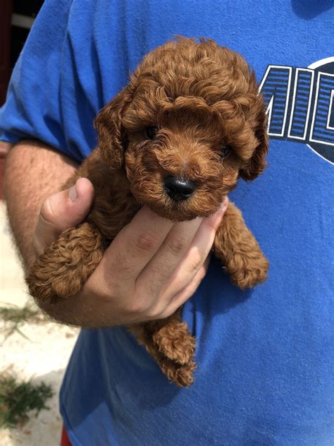 Red Toy Poodle Puppies For Sale In 2020 Toy Poodle Puppies Poodle