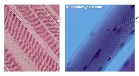 Skeletal Muscle Tissue – Human Body Help