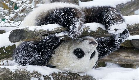 Trend Populer Cute Baby Panda Snow