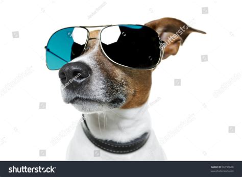 Dog Sunglasses Stock Photo 96198638 Shutterstock