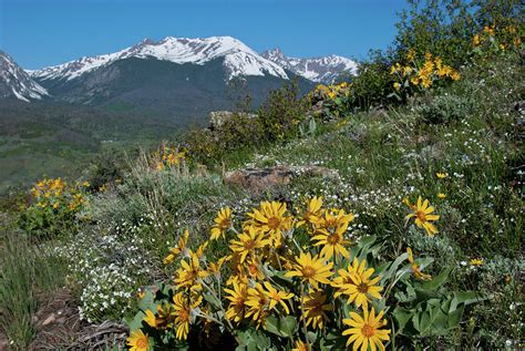 Rocky Mountain Spring Flowers Rocky Mountain Wildflower Mix T Bag