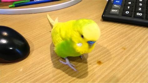 Arguing With A Grumpy Budgie Pedro Video 30 Liz Kreate Youtube