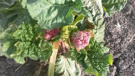 You Learn Something New Every Day Like That Rhubarb Blooms Rgardening