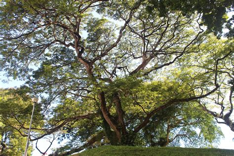 Grass cutting, tree pruning, tree cutting, landscape maintenance, landscape design, soil management program we deliver projects and provides expertise in landscape maintenance in singapore. Horticultural Services | Landscape Maintenance In Singapore