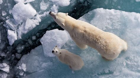 Mama And Baby Polar Bears Sit On A Piece Of Ice