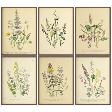 Botanical Prints Set Botanical Illustration Botanical