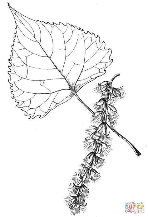 Cottonwood Tree Leaf Coloring Page Free Printable Coloring Pages